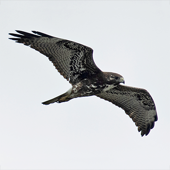 Red-tailed Hawk