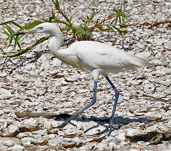 Reddish Egret