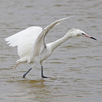 Reddish Egret