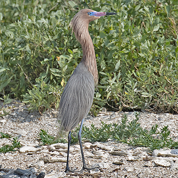 Reddish Egret