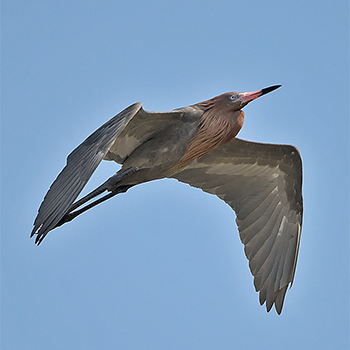 Reddish Egret