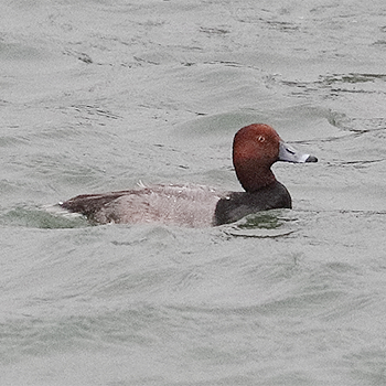 Redhead
