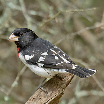 Rose-breasted Grosbeak