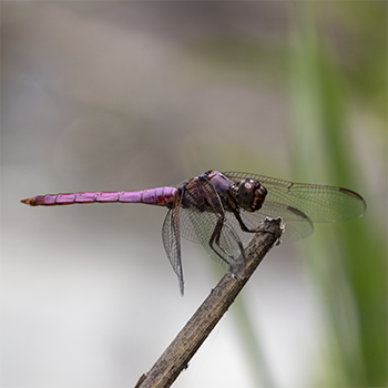 Roseate Skimmer