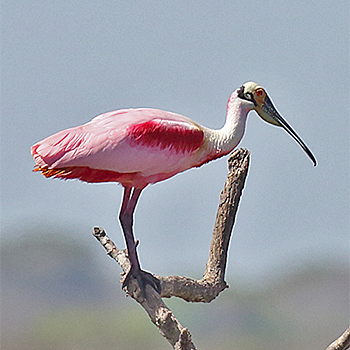 Roseate Spoonbill