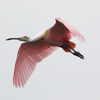 Roseate Spoonbill