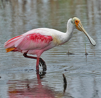 Roseate Spoonbill