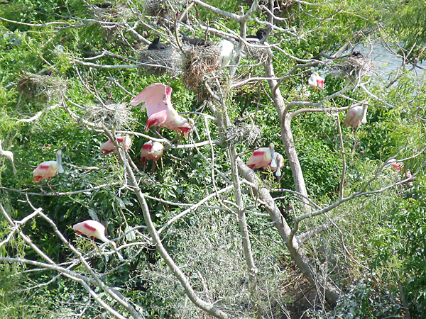 Roseate Spoonbills