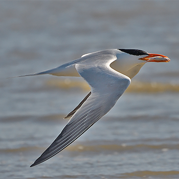 Royal Tern
