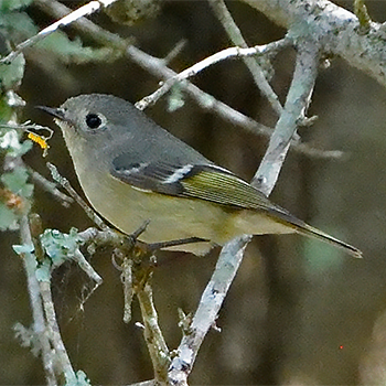 Ruby-crowned Kinglet