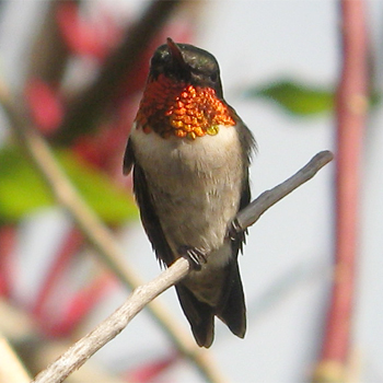 Ruby-throated Hummingbird