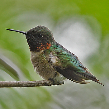 Ruby-throated Hummingbird