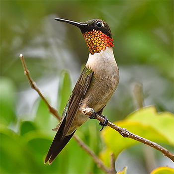 Ruby-throated Hummingbird