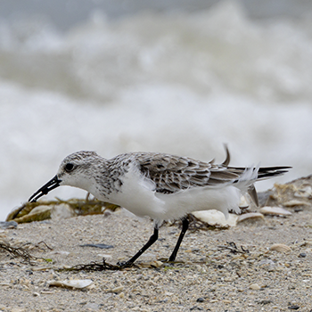 Sanderling