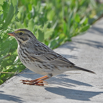 Savannah Sparrow