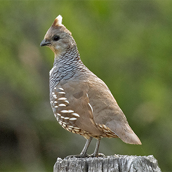 Scaled Quail
