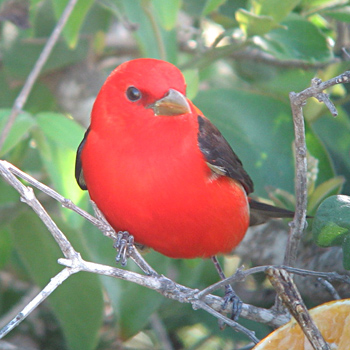 Scarlet Tanager