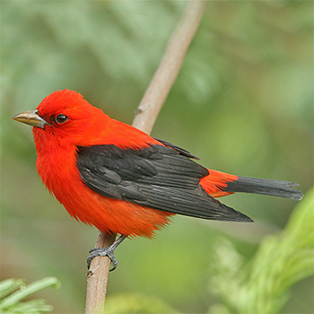 Scarlet Tanager