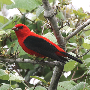 Scarlet Tanager