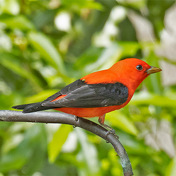 Scarlet Tanager