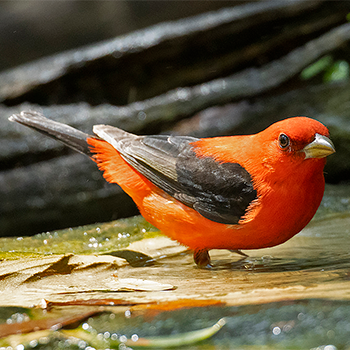 Scarlet Tanager