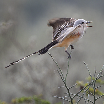Scissor-tailed Flycatcher