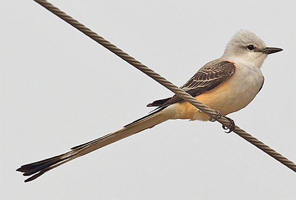 Scissor-tailed Flycatcher