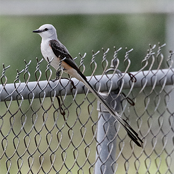 Scissor-tailed Flycatcher