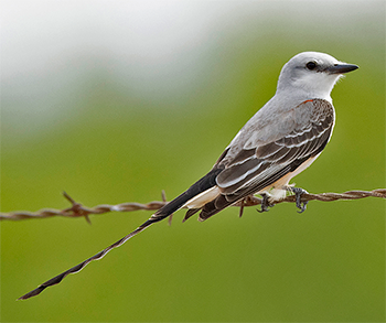 Scissor-tailed Flycatcher