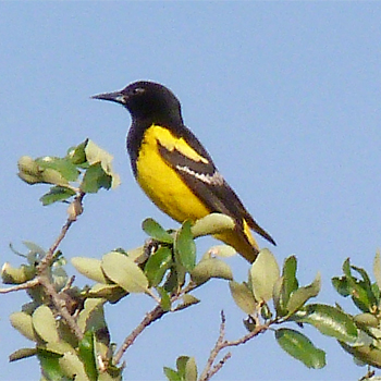 Scott's Oriole