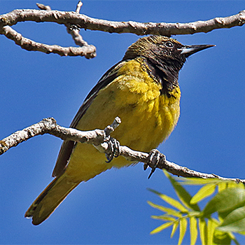 Scott's Oriole