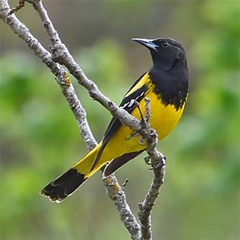 Scott's Oriole