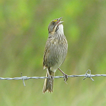 Seaside Sparrow