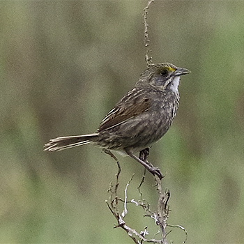 Seaside Sparrow