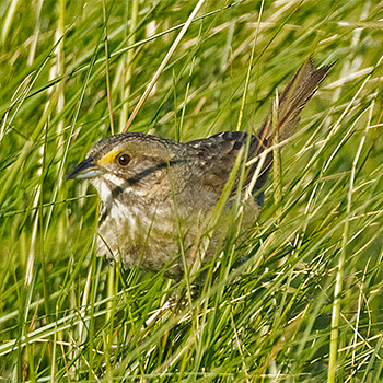 Seaside Sparrow