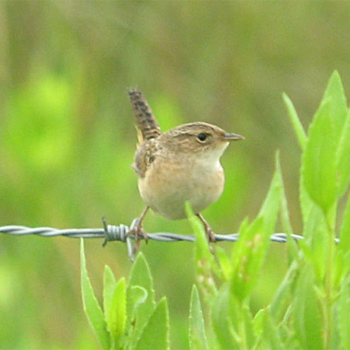 Sedge Wren