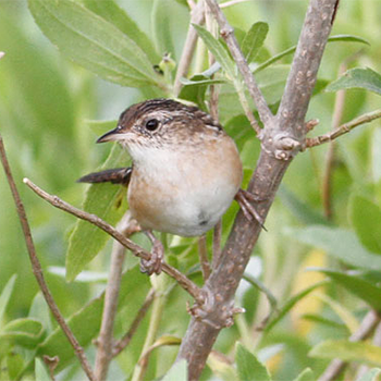 Sedge Wren