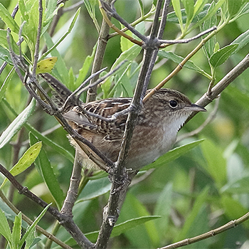 Sedge Wren