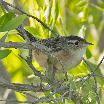 Sedge Wren