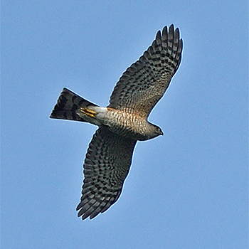 Sharp-shinned Hawk