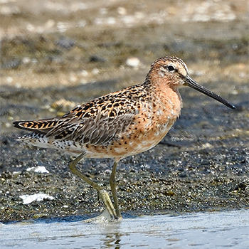 Short-billed Dowitcher