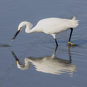 Snowy Egret