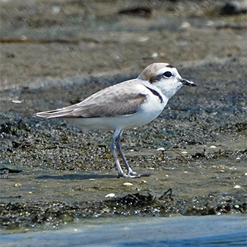 Snowy Plover