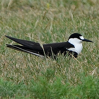 Sooty Tern