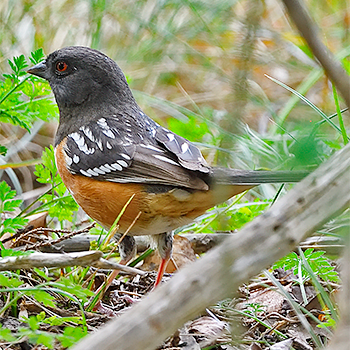 Spotted Towhee
