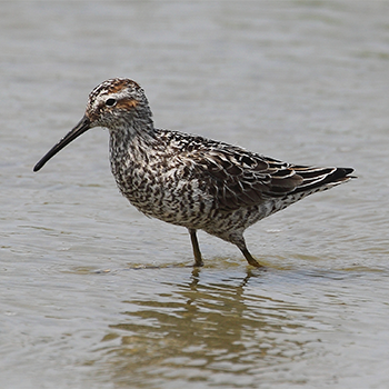Stilt Sandpiper