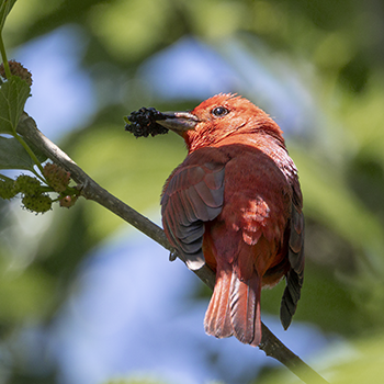 Summer Tanager