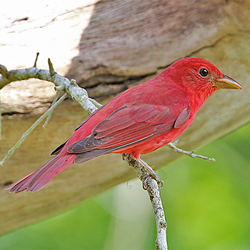Summer Tanager