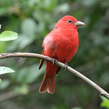 Summer Tanager