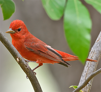 Summer Tanager